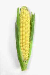 Corn_Ear